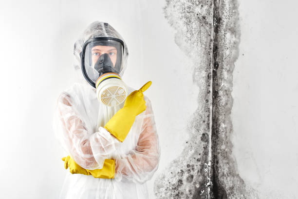 Why You Should Choose Our Mold Remediation Services in Donora, PA