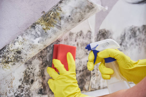 Best Water Damage & Mold Remediation  in Donora, PA